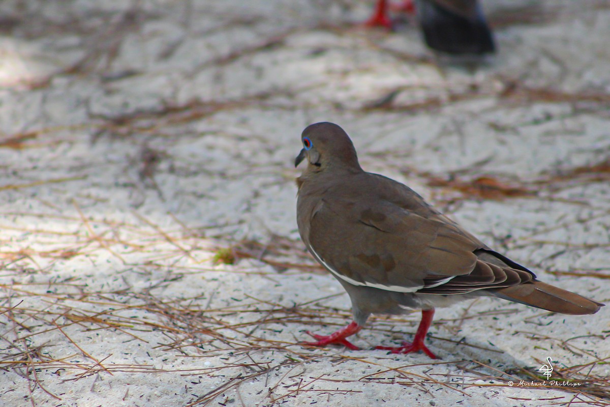 White-winged Dove - ML638277320
