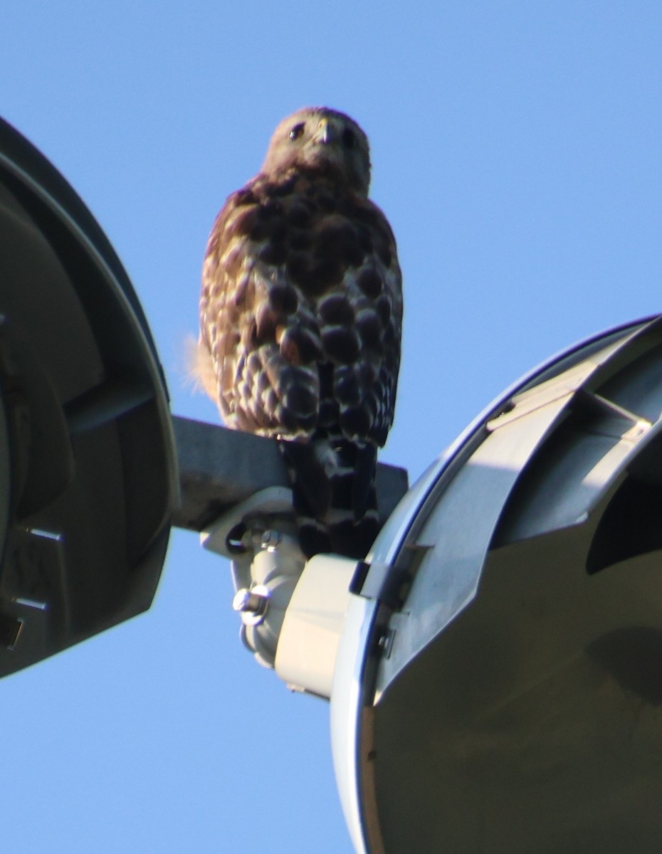 Red-shouldered Hawk - ML638277333