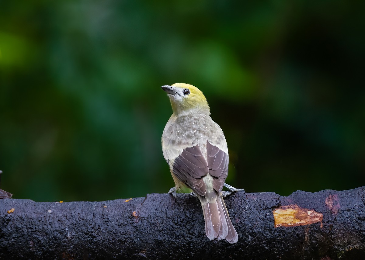 Palm Tanager - ML638277339