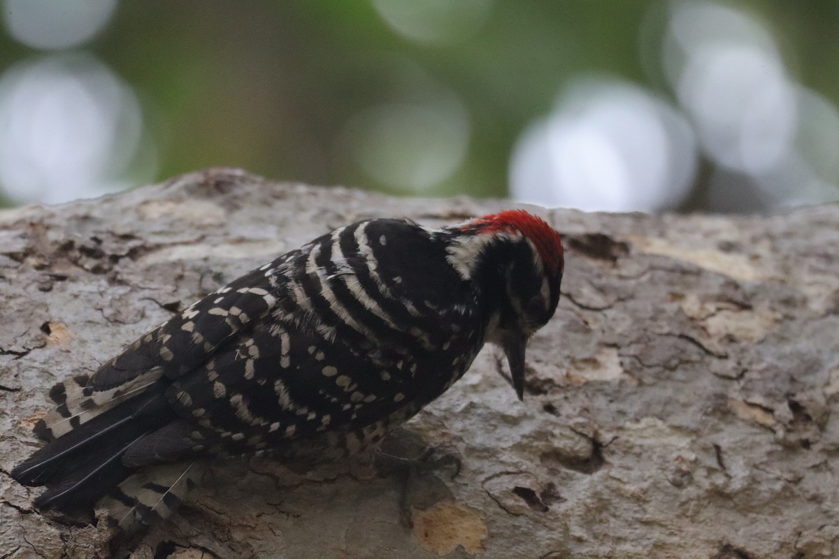 Nuttall's Woodpecker - ML638277349