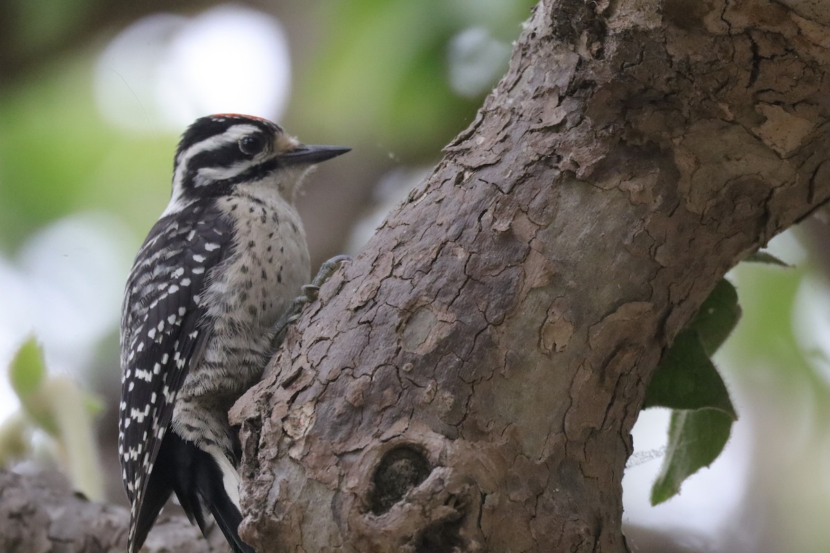 Nuttall's Woodpecker - ML638277352