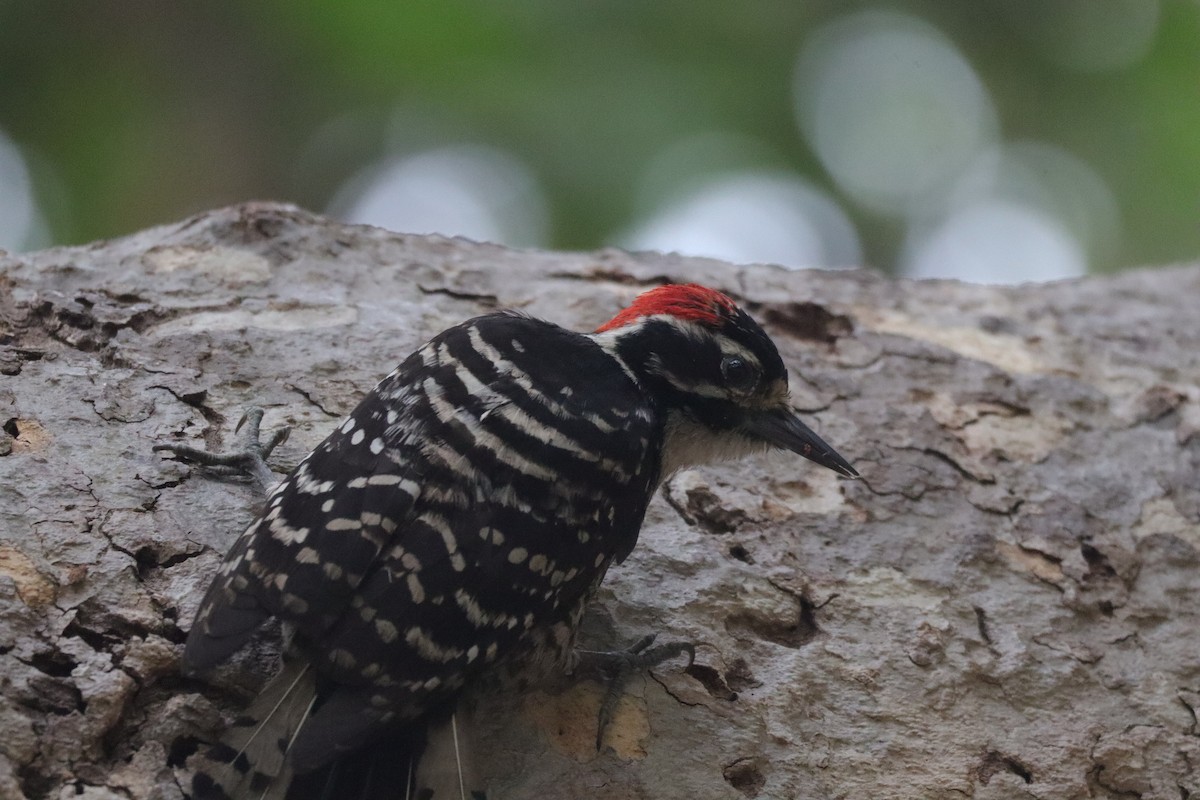 Nuttall's Woodpecker - ML638277353