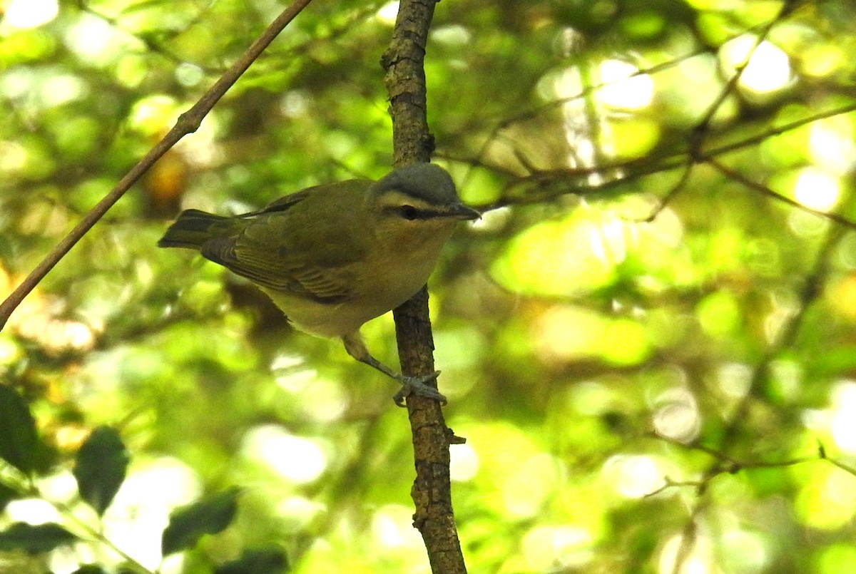 Red-eyed Vireo - ML638277355