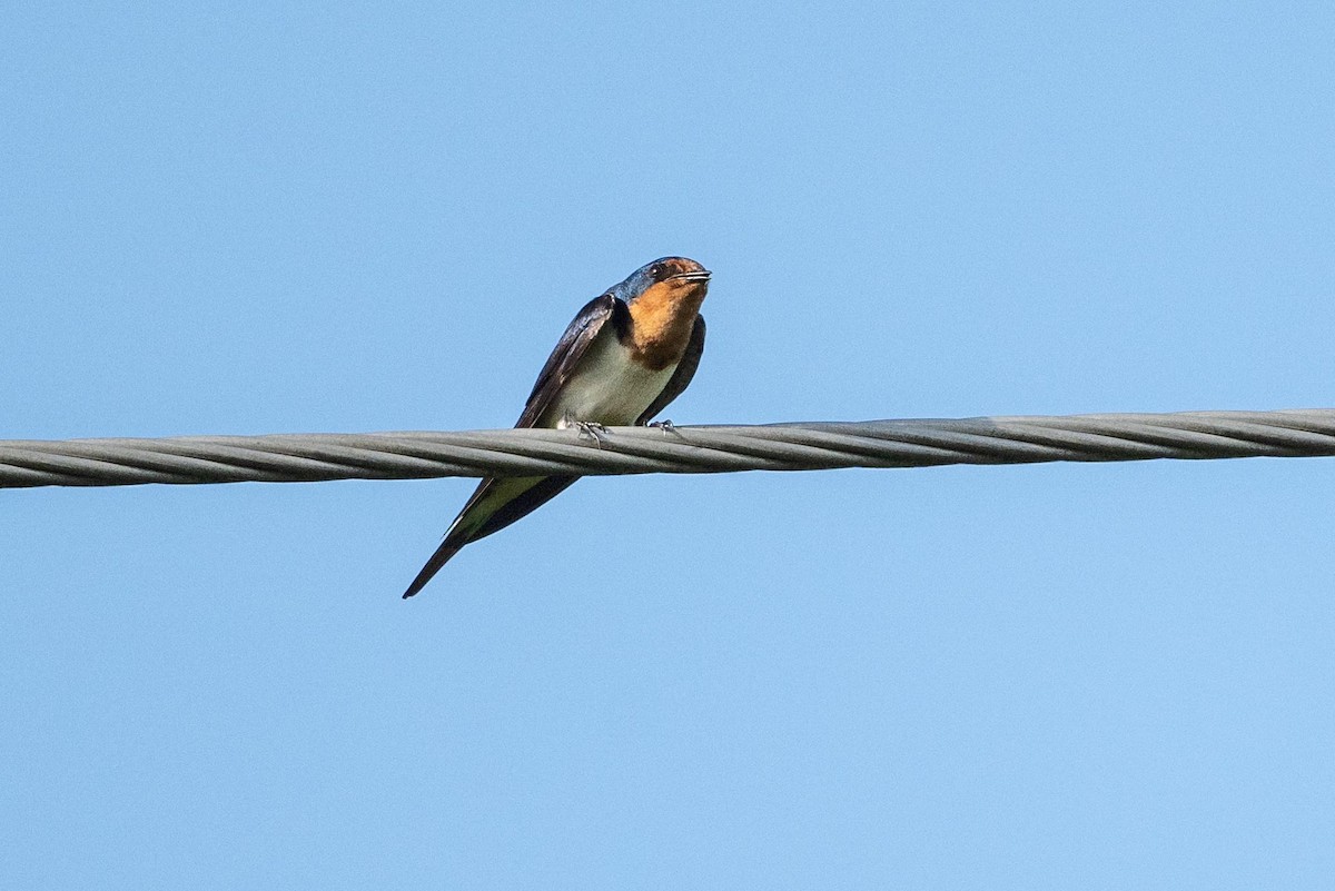 ツバメ - ML638277366