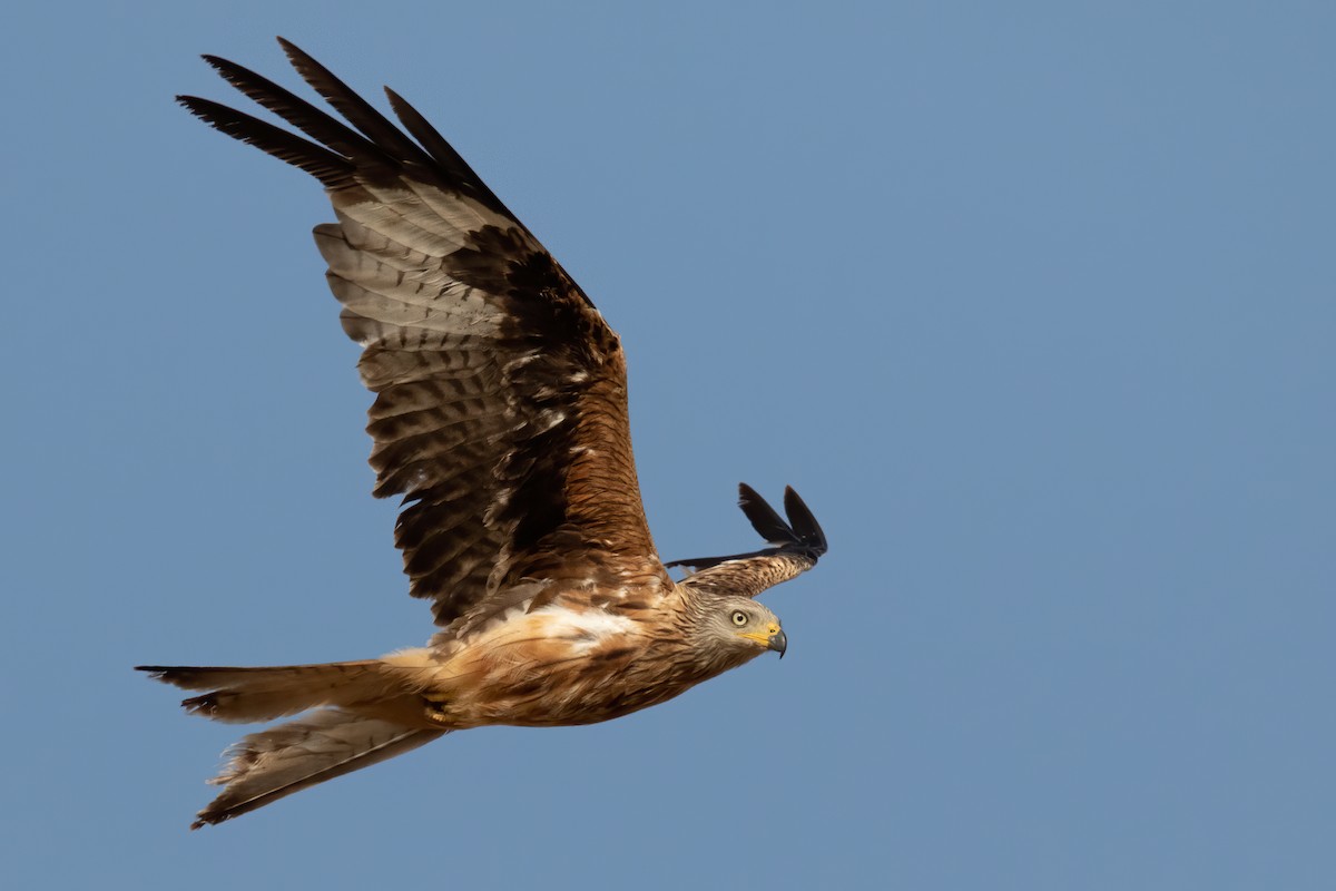 Red Kite - ML638277371