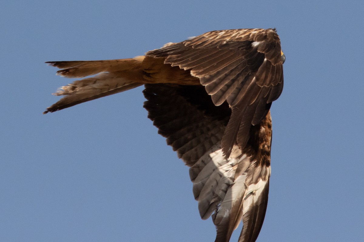 Red Kite - ML638277374