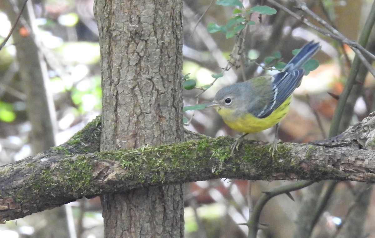 Magnolia Warbler - ML638277379