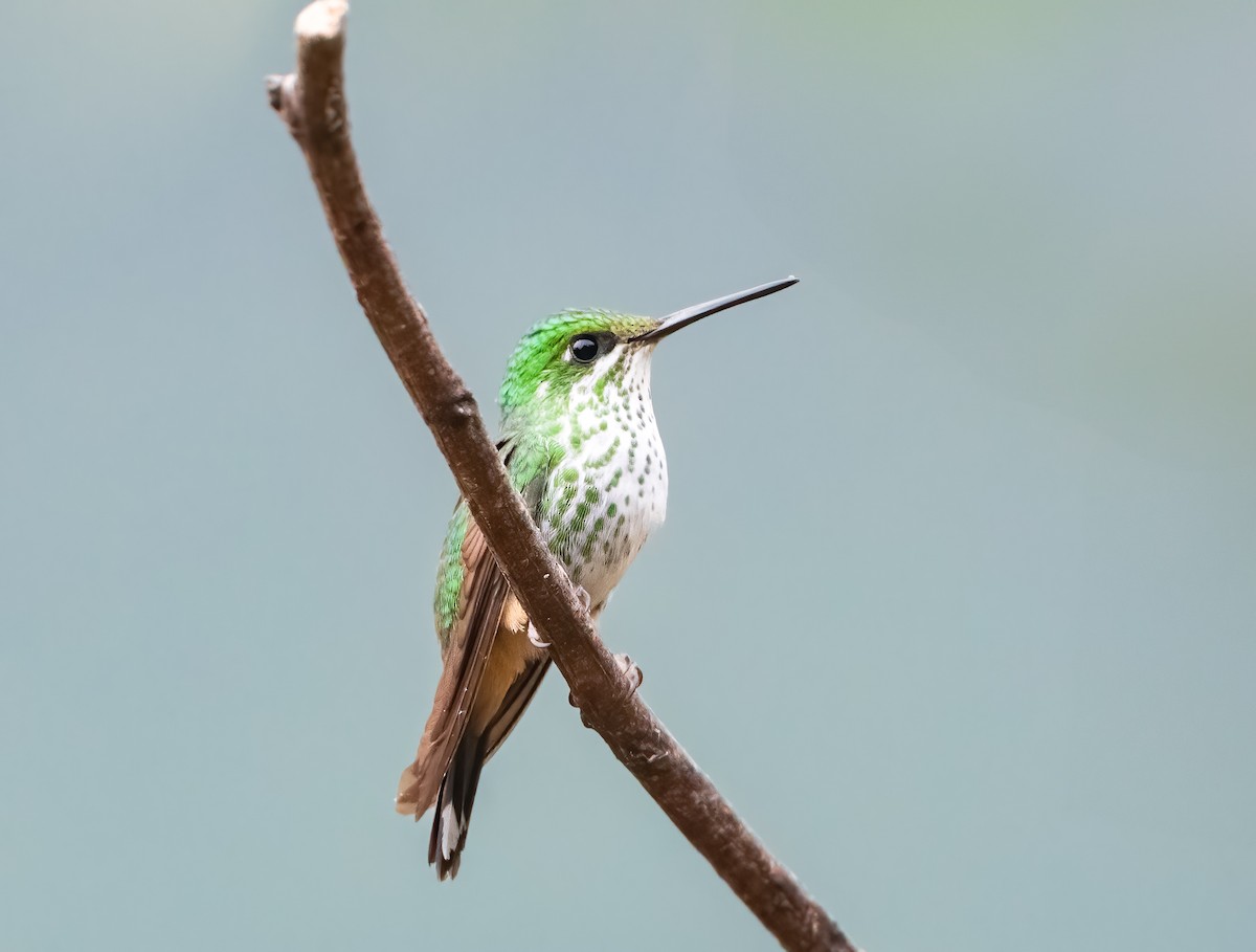 Rufous-booted Racket-tail - ML638277386