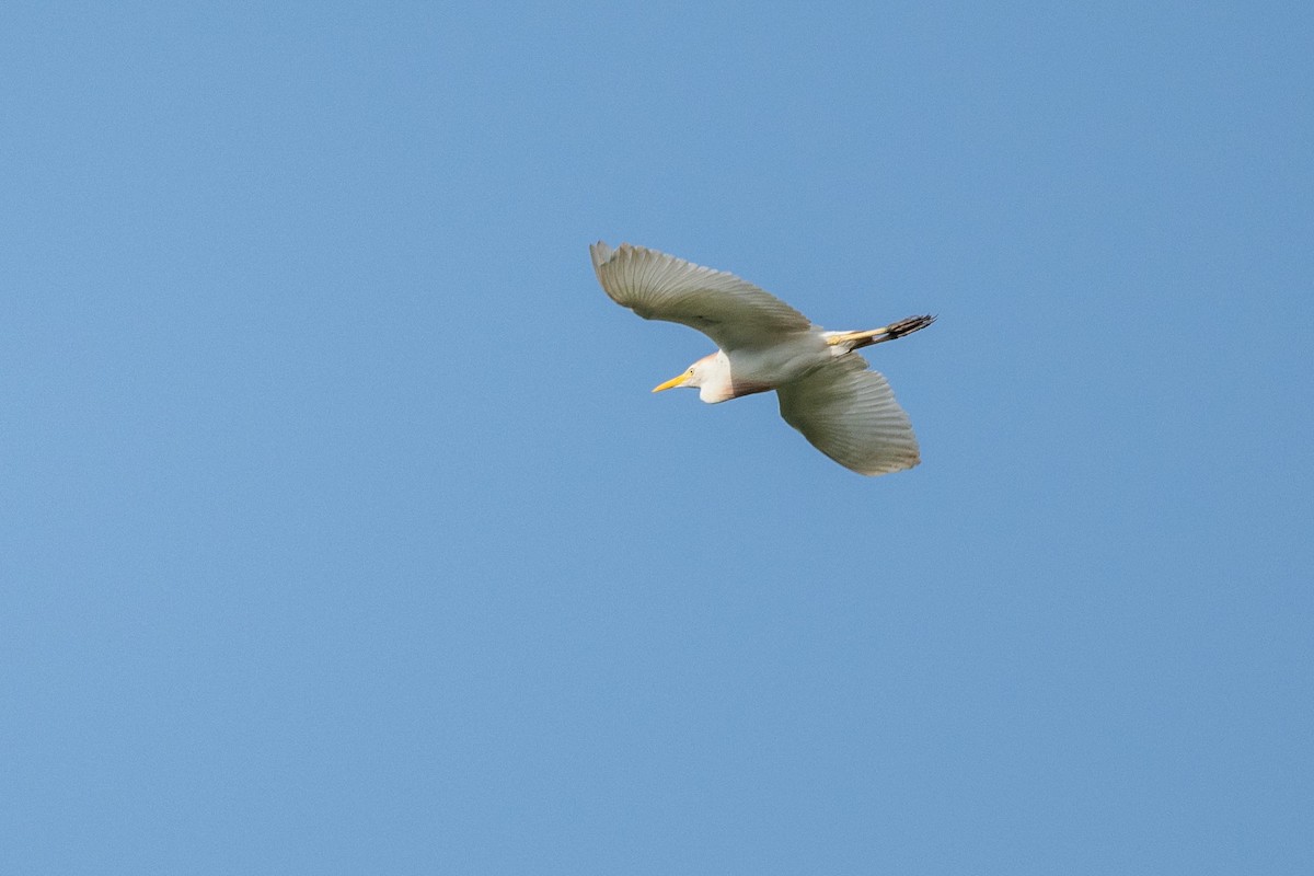 ニシアマサギ - ML638277396