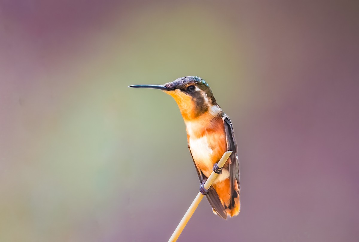 White-bellied Woodstar - ML638277410