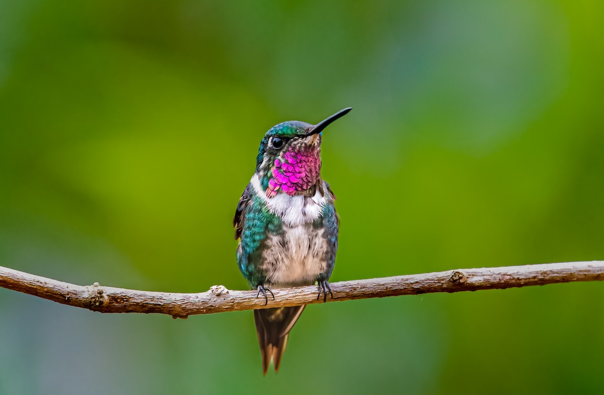White-bellied Woodstar - ML638277411