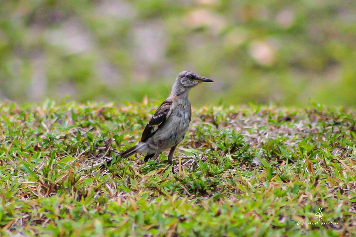 Northern Mockingbird - ML638277417