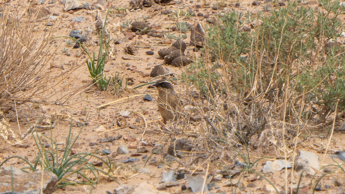 Brown Accentor - ML638277418