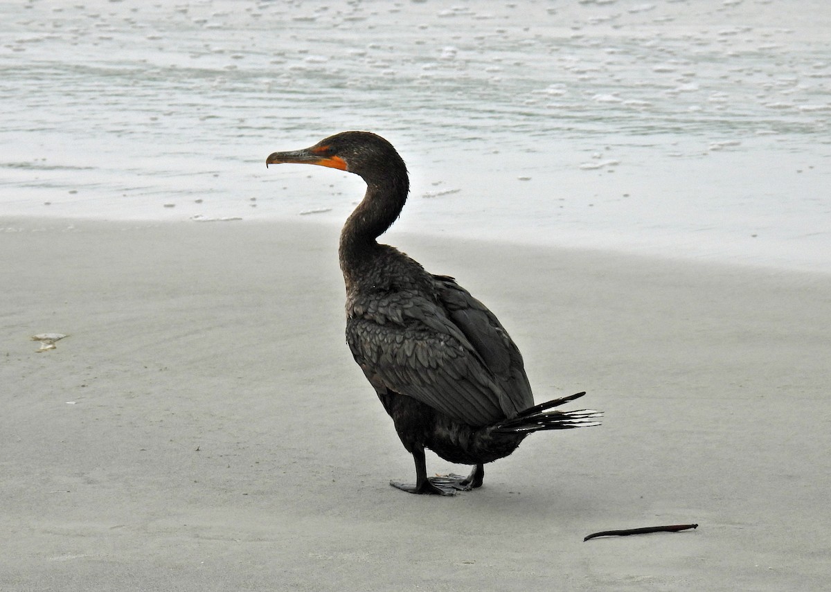 Double-crested Cormorant - ML638277421