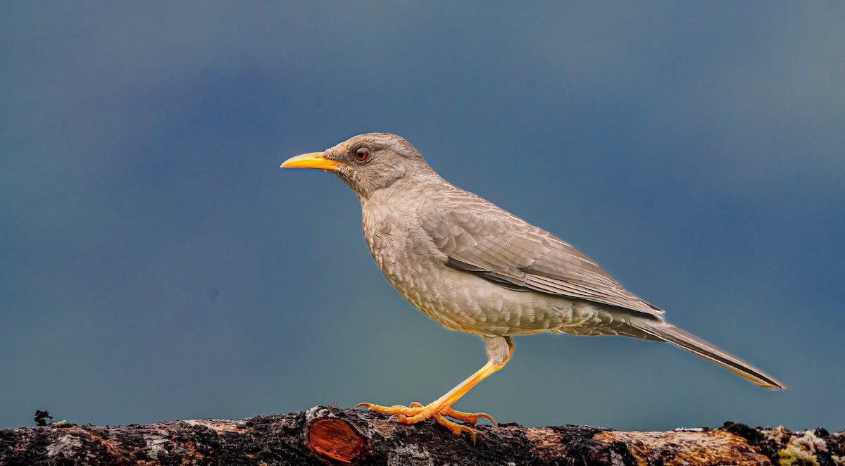 Chiguanco Thrush - ML638277435