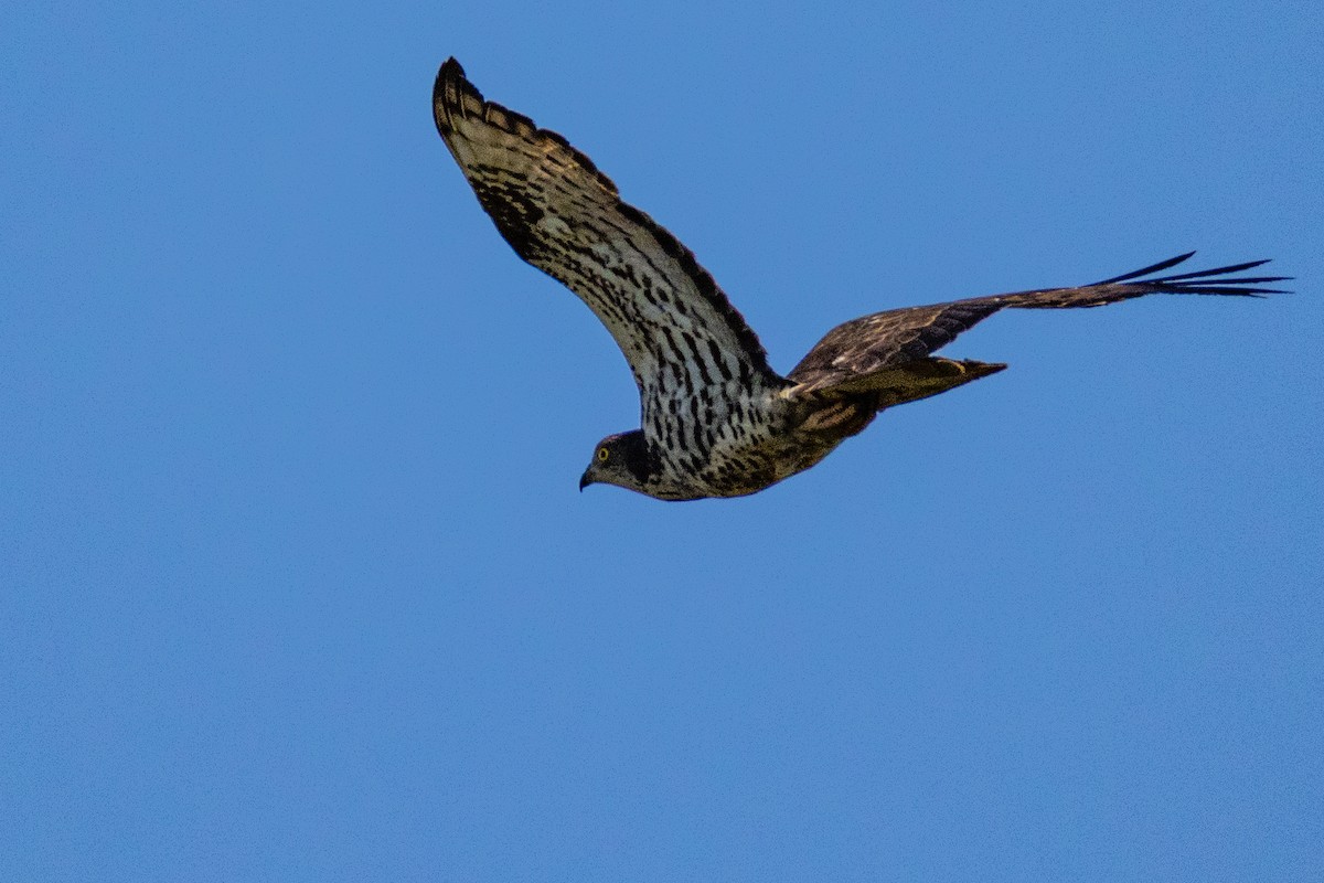 European Honey-buzzard - ML638277444