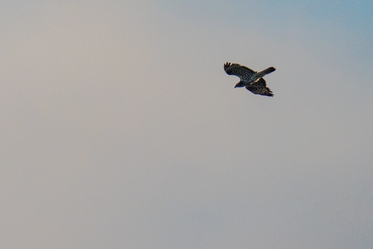European Honey-buzzard - ML638277446