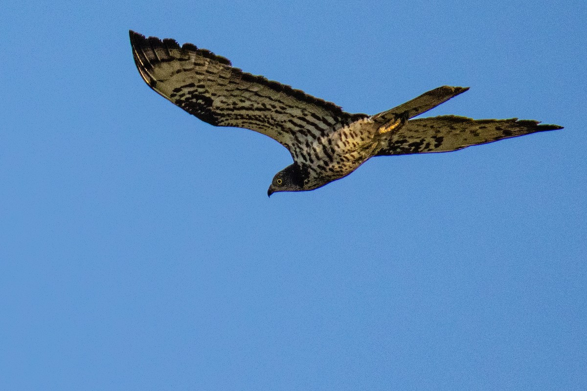 European Honey-buzzard - ML638277447