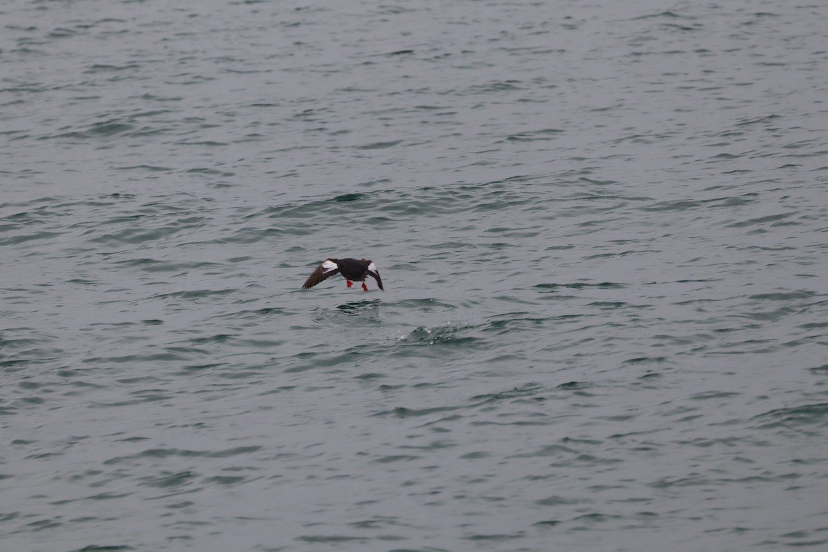 Pigeon Guillemot - ML638277450