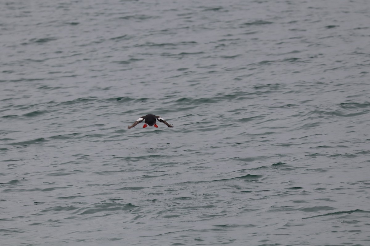 Pigeon Guillemot - ML638277451