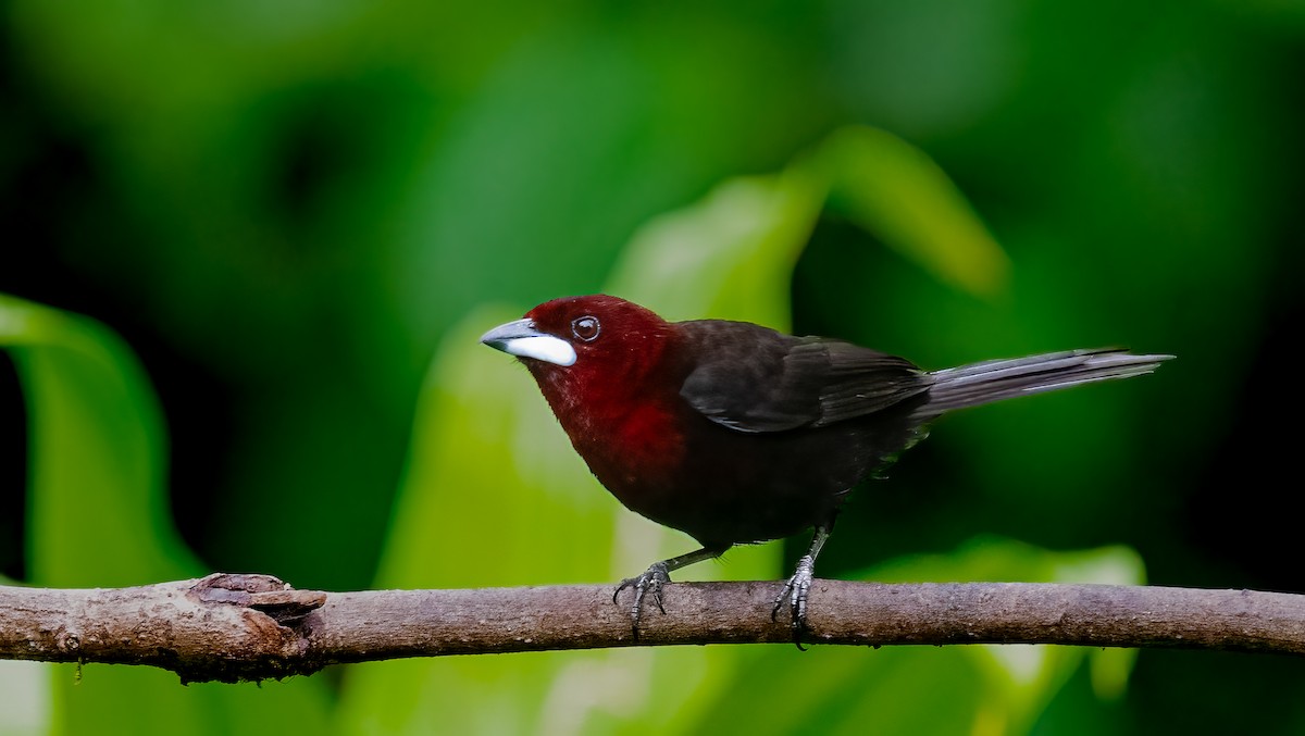 Silver-beaked Tanager - ML638277453