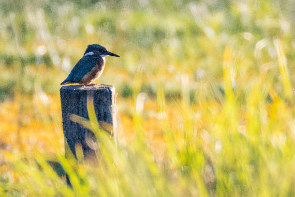Common Kingfisher - ML638277455