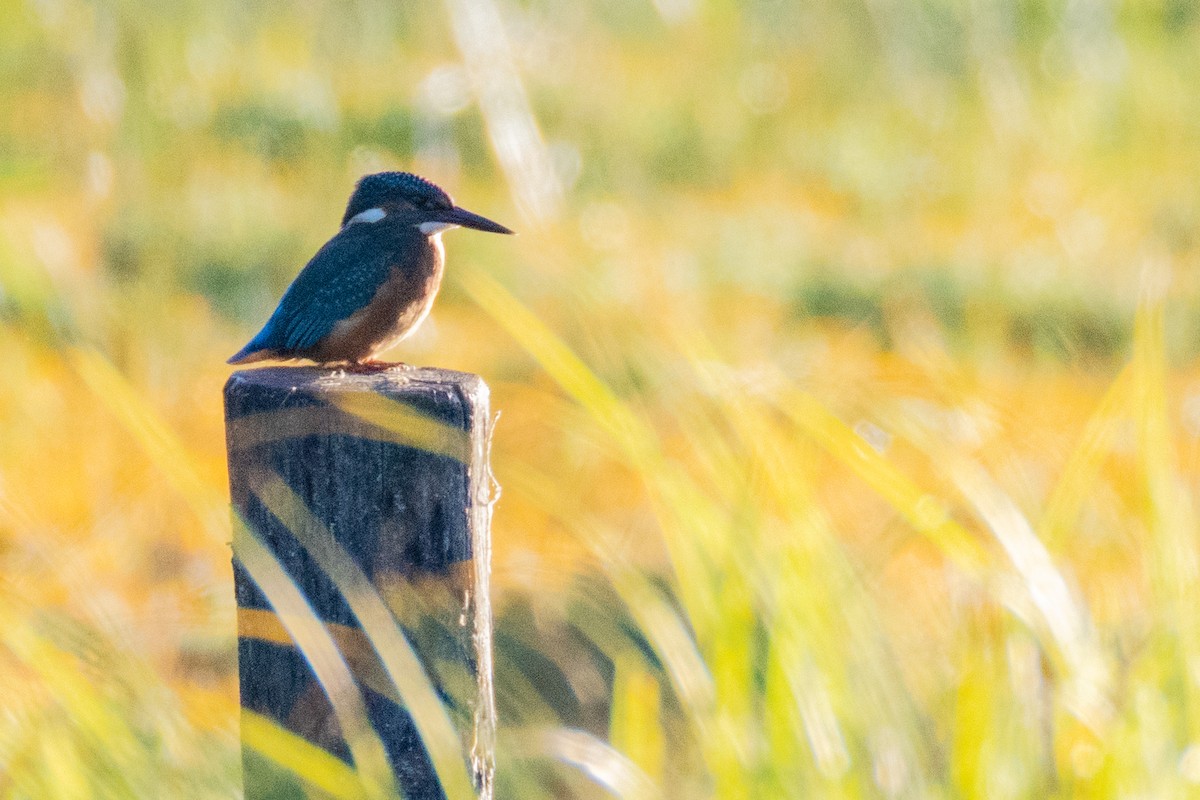 Common Kingfisher - ML638277456