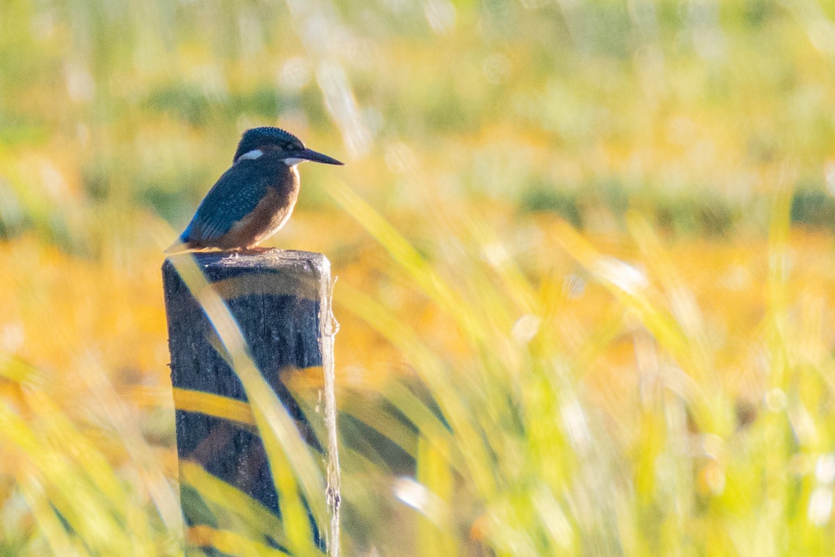 Common Kingfisher - ML638277457