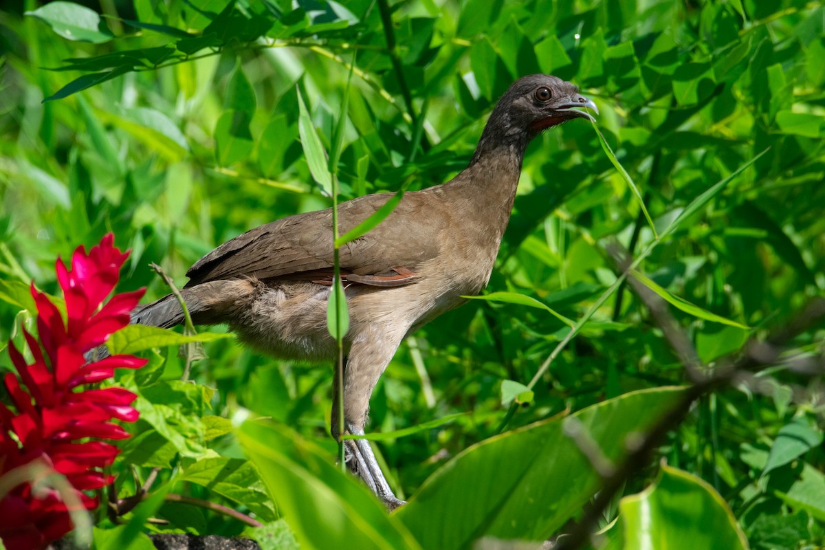 Gray-headed Chachalaca - ML638277473