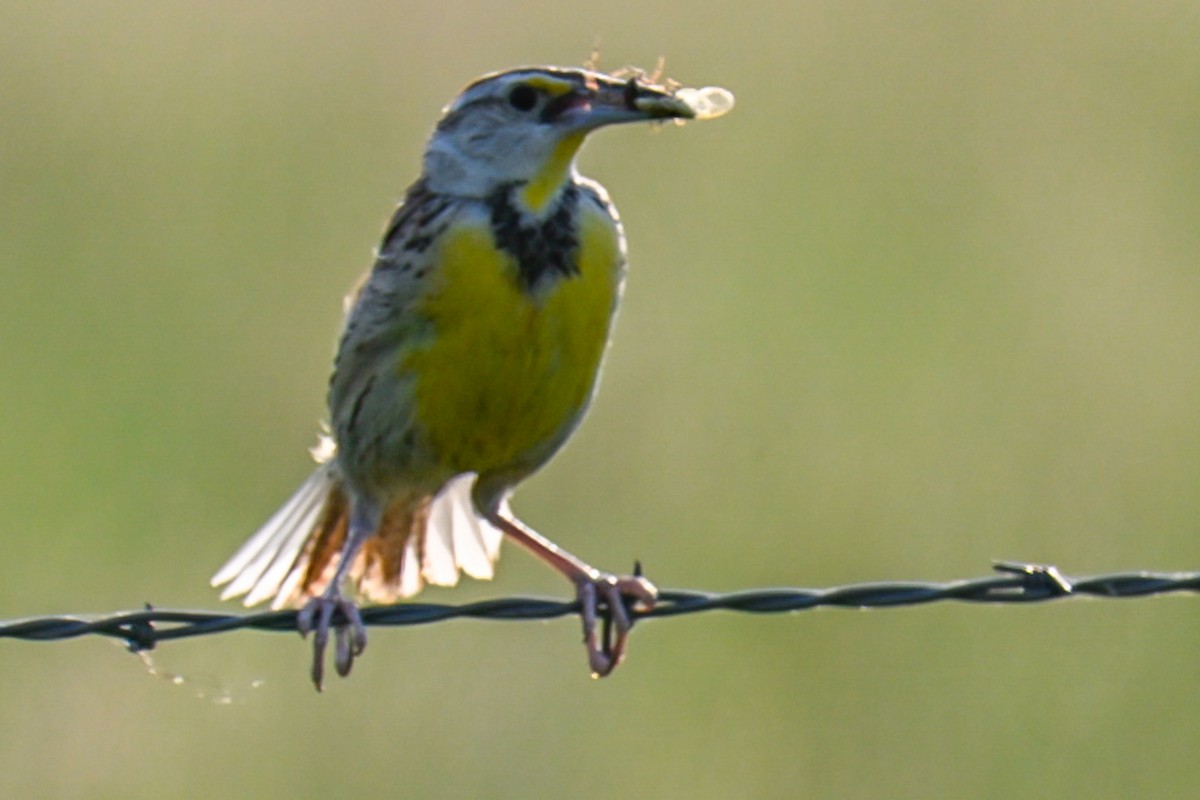 Western Meadowlark - ML638277482
