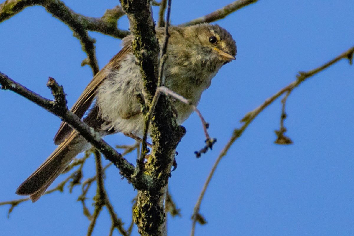 Common Chiffchaff - ML638277501