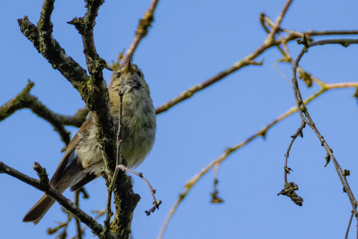 Common Chiffchaff - ML638277503