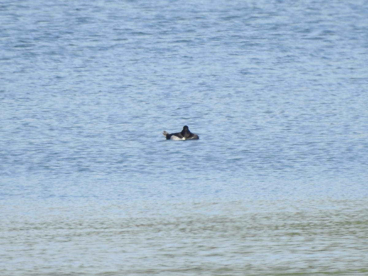 Ring-necked Duck - ML638277506