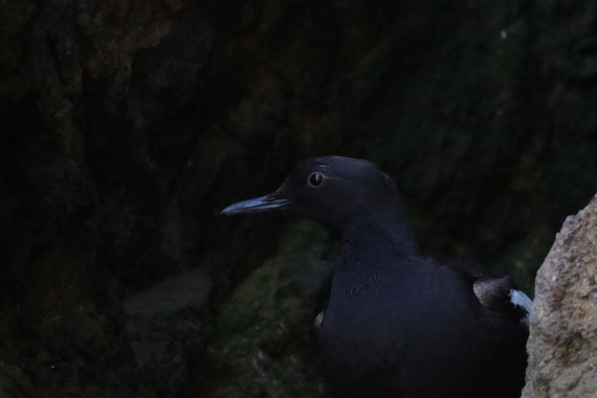 Pigeon Guillemot - ML638277507