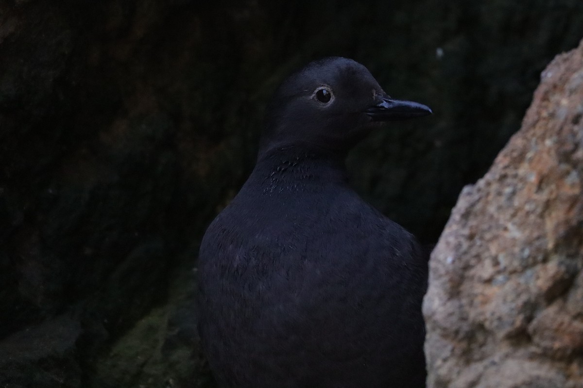 Pigeon Guillemot - ML638277509