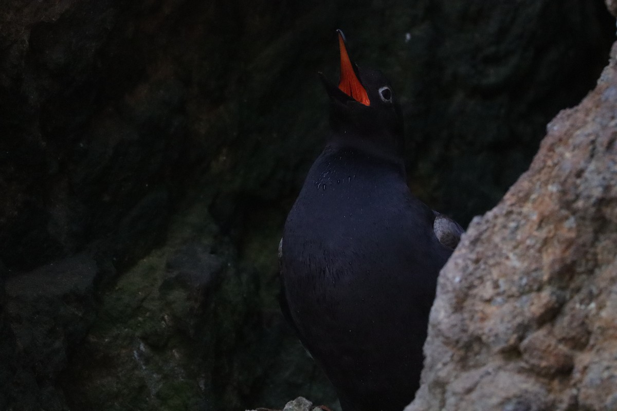 Pigeon Guillemot - ML638277510