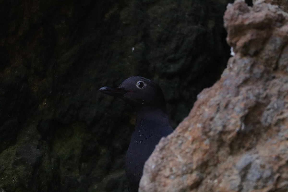 Pigeon Guillemot - ML638277511