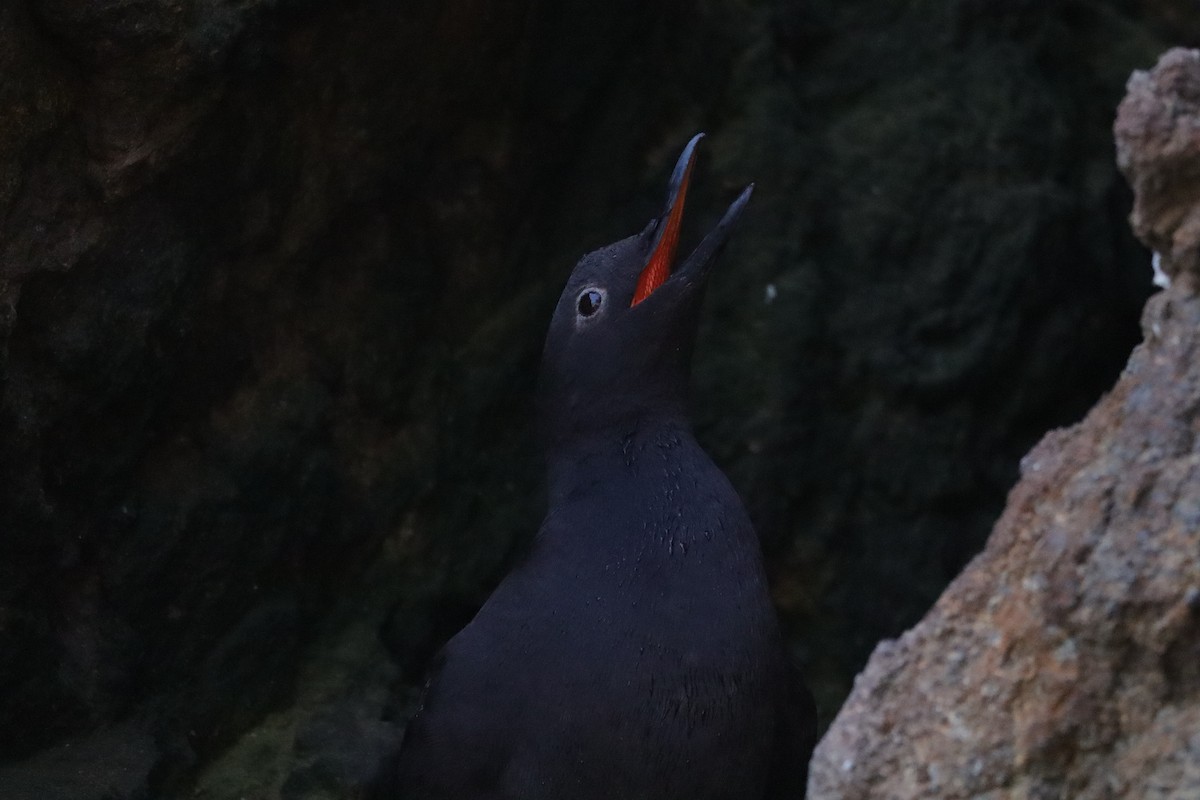Pigeon Guillemot - ML638277513