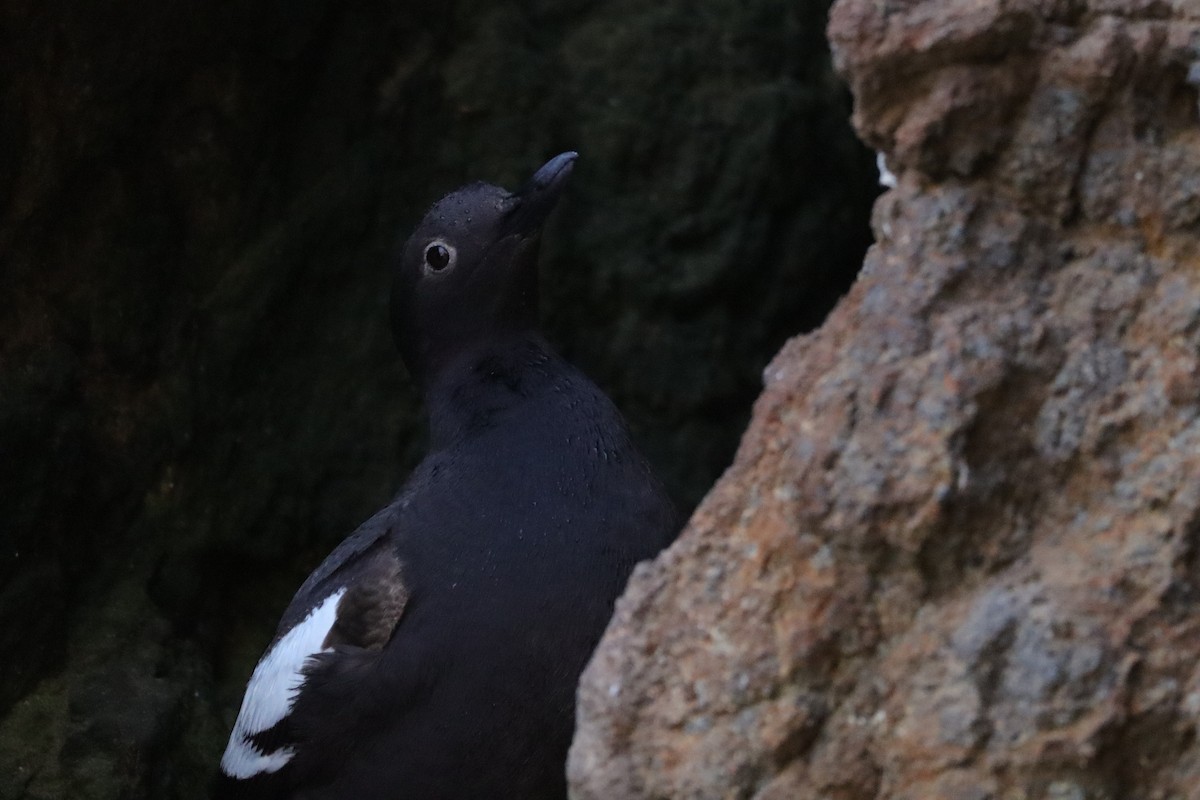 Pigeon Guillemot - ML638277514