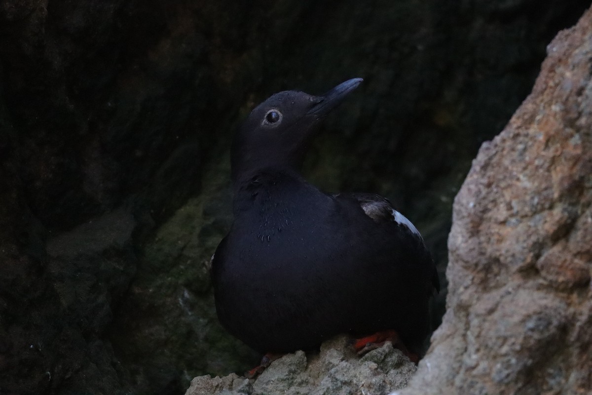 Pigeon Guillemot - ML638277515