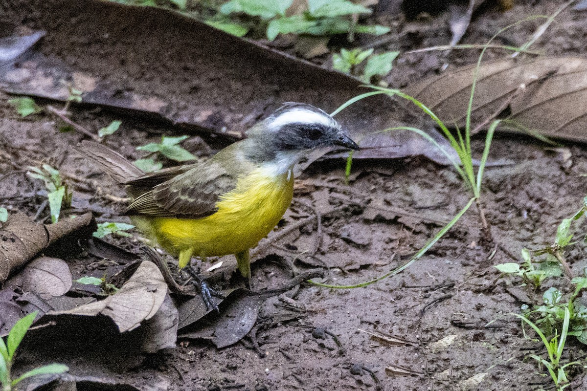 Social Flycatcher - ML638277534
