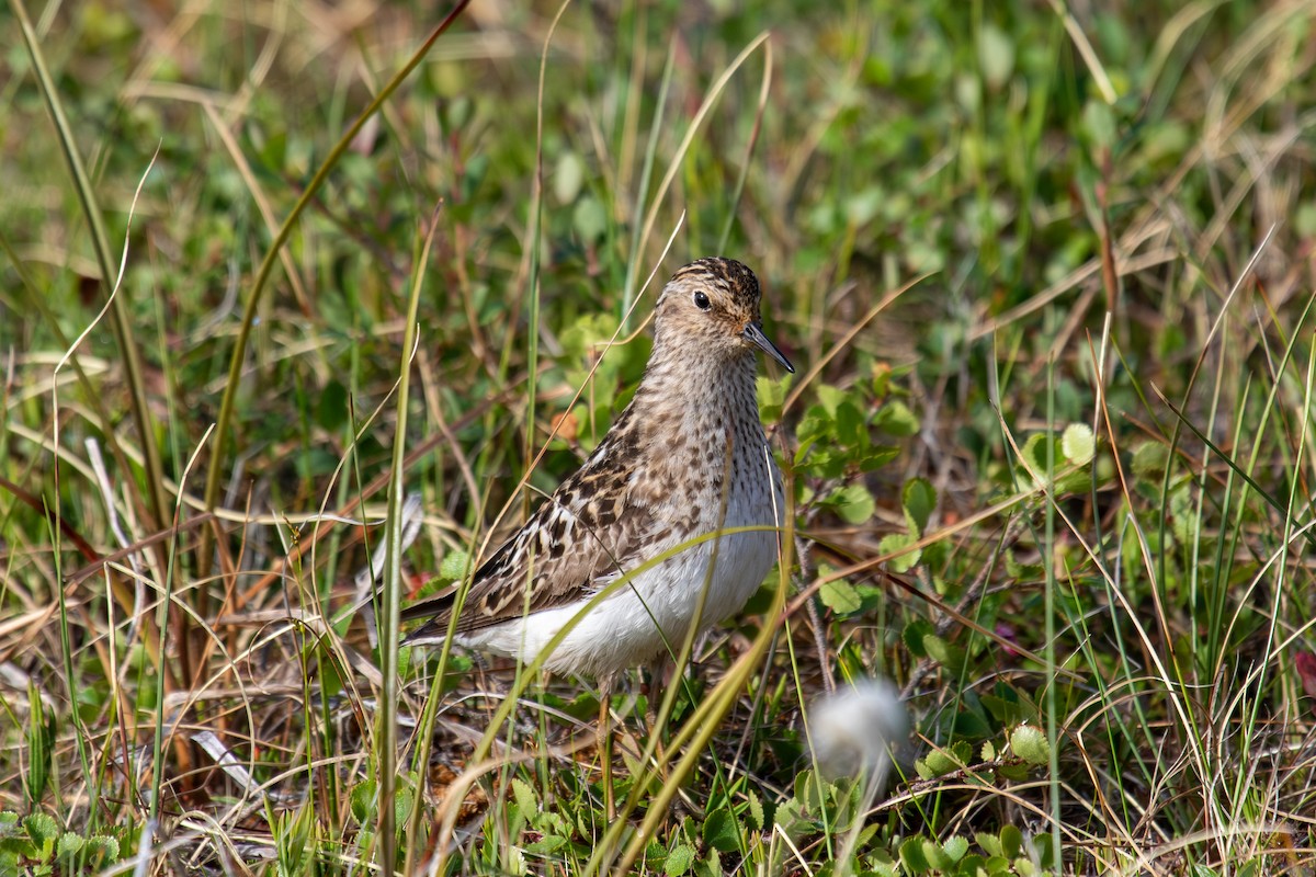 Least Sandpiper - ML638277539