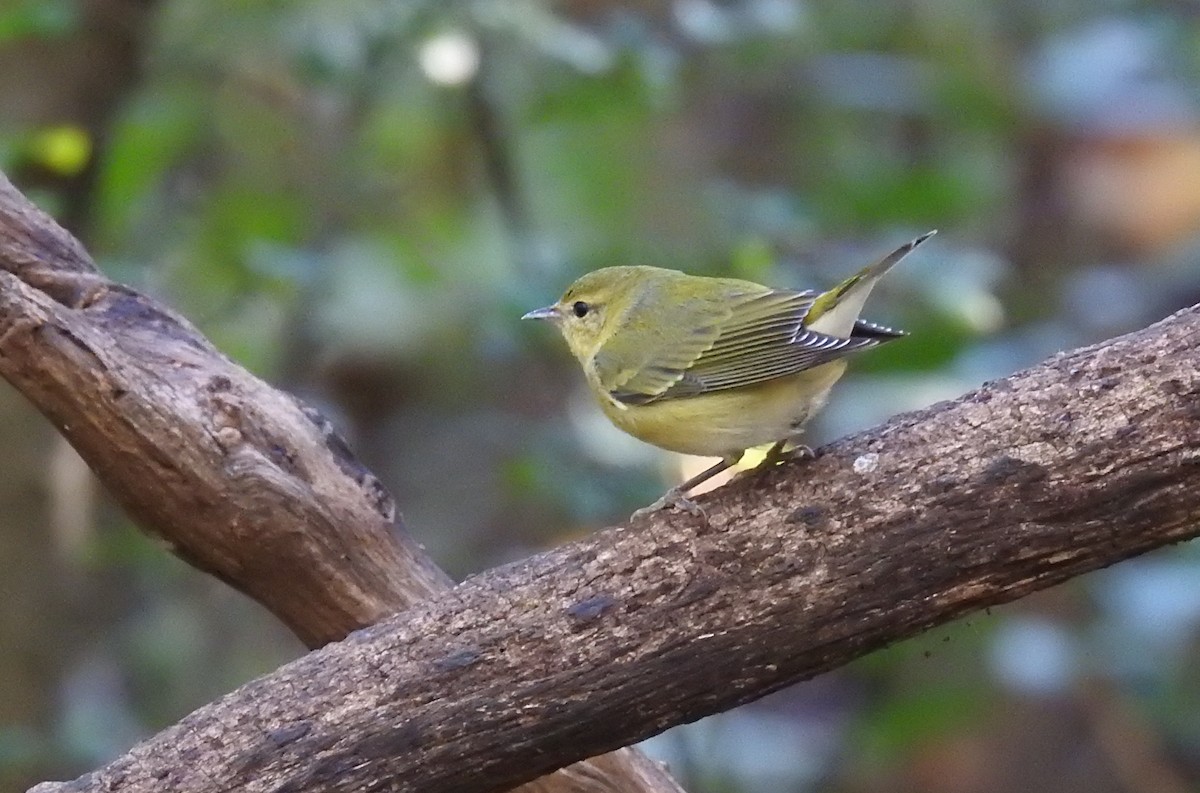 Tennessee Warbler - ML638277540