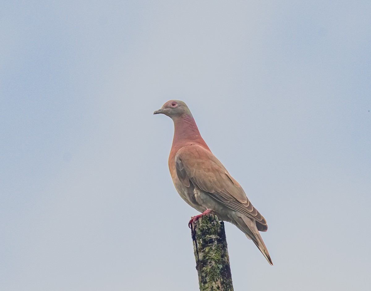 Pale-vented Pigeon - ML638277545
