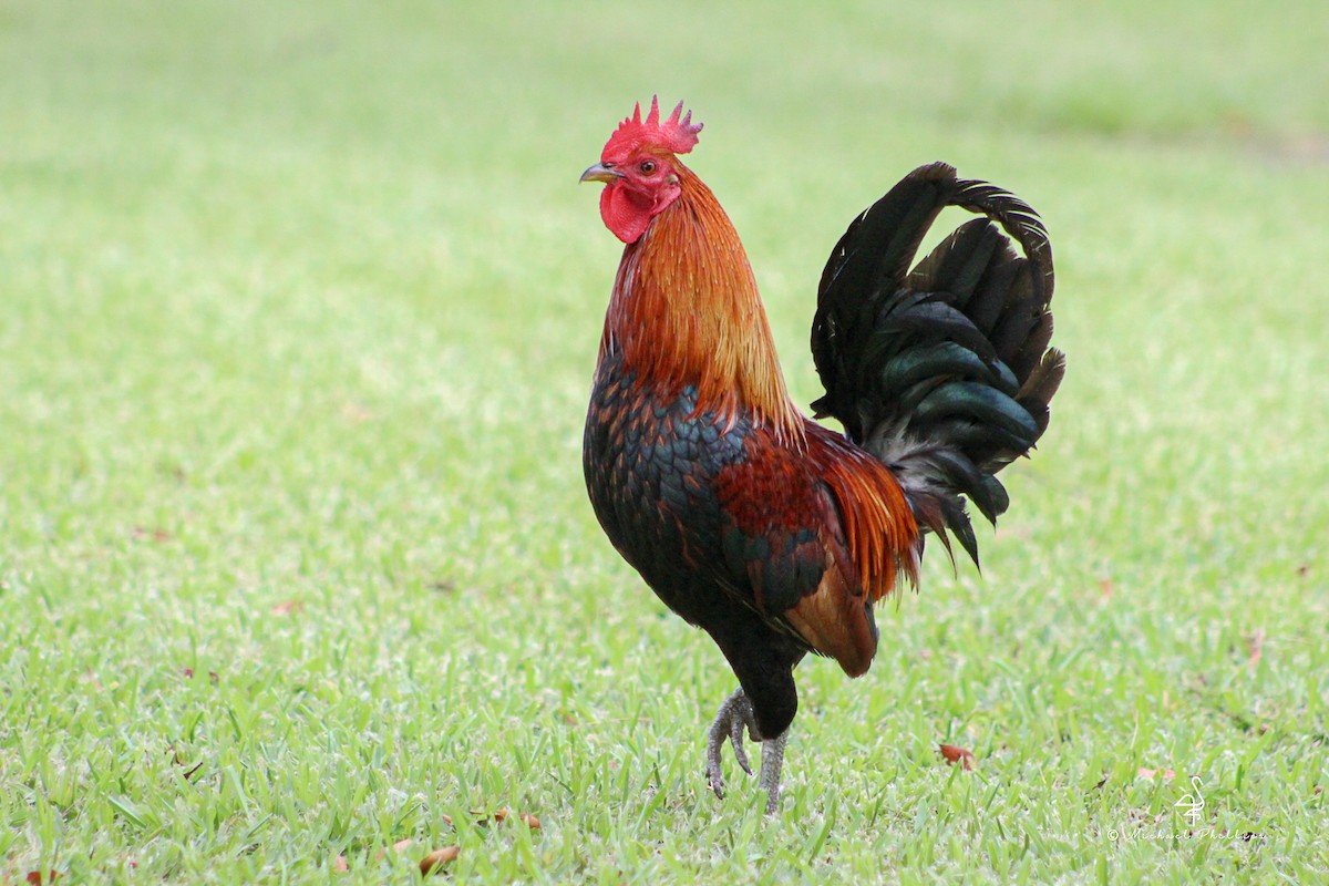 Red Junglefowl - ML638277548
