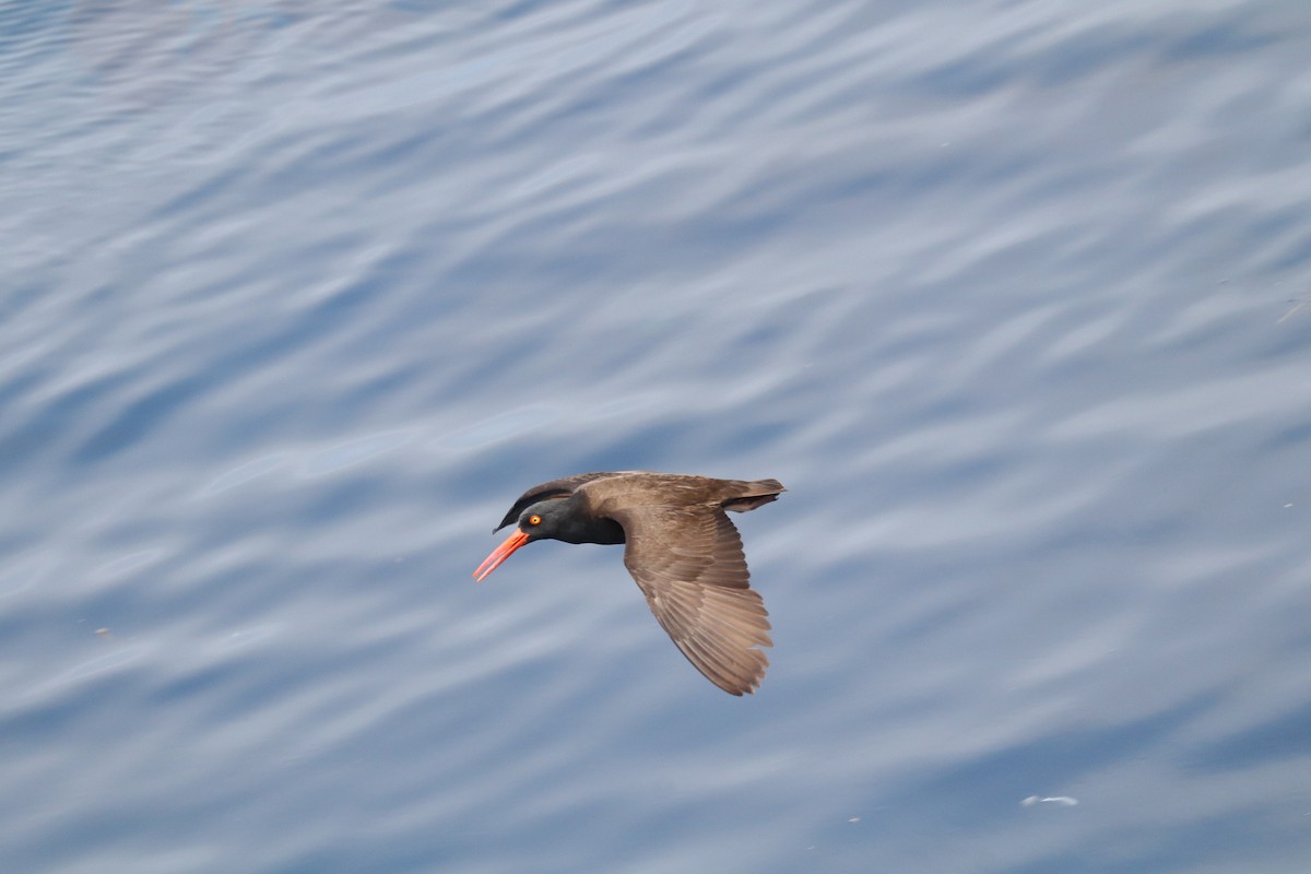 Black Oystercatcher - ML638277554