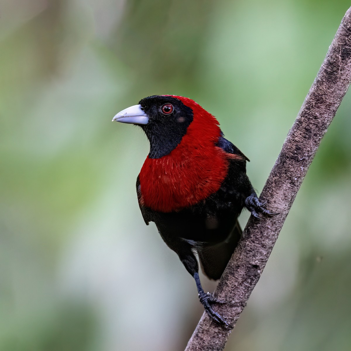 Crimson-collared Tanager - ML638277556