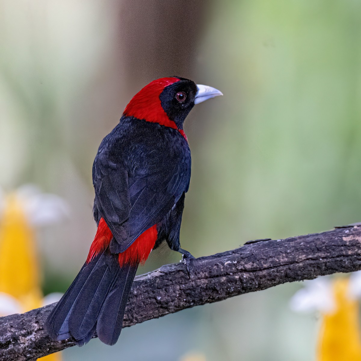 Crimson-collared Tanager - ML638277557