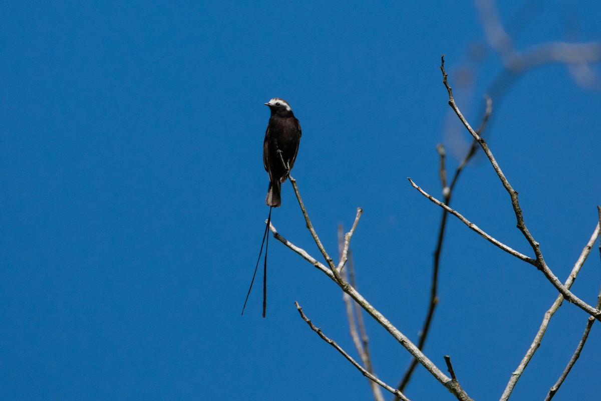 Long-tailed Tyrant - ML638277563