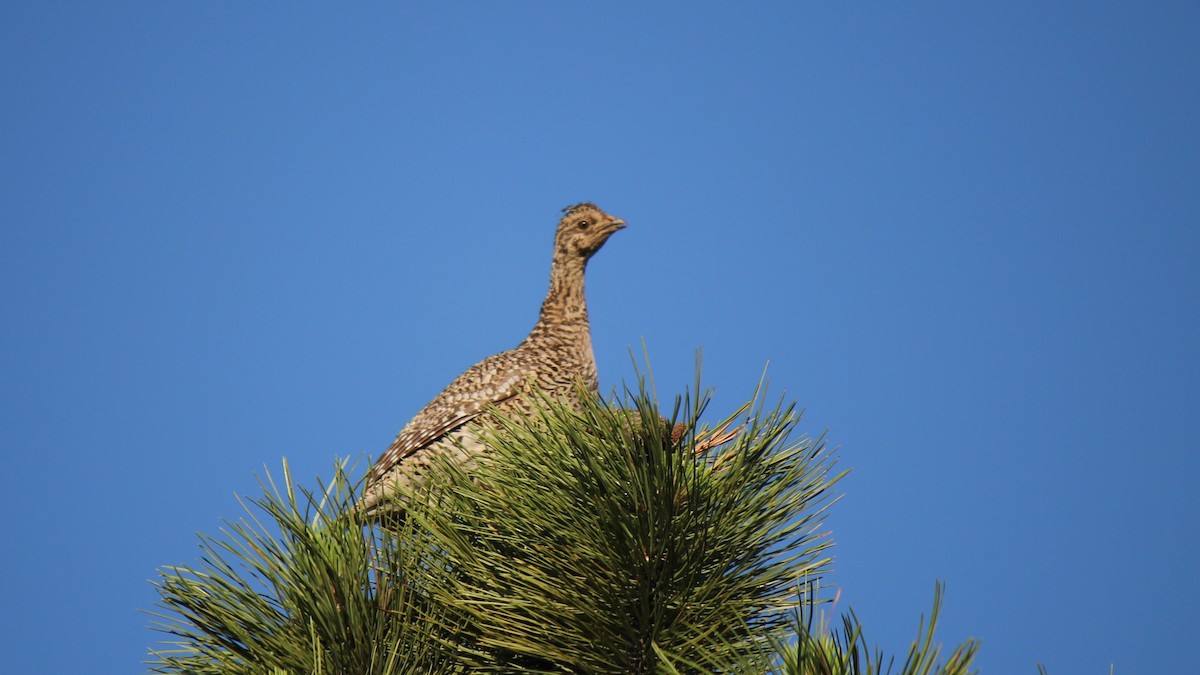 Sharp-tailed Grouse - ML638277580